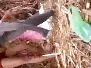 सिंथिया इंडियन एक्स मूवी डी डिजन